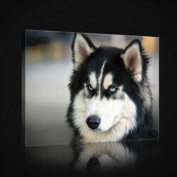 Consalnet Husky, vászonkép, 60x40 cm méretben (C5-2673O4)
