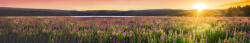 Dimex SUNSET OVER FIELD öntapadós konyhai poszter, 350x60 cm (KI-350-145)