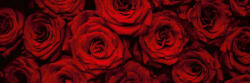 Dimex BEAUTIFUL RED ROSES öntapadós konyhai poszter, 180x60 cm (KI-180-132)