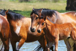 Dimex Vlies Fotótapéta - Horses with a young foal - 375x250 cm (MS-5-0422)