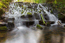 Dimex Vlies Fotótapéta - Marlay park - 375x250 cm (MS-5-3150)