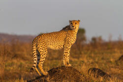 Dimex Vlies Fotótapéta - Cheetah standing - 375x250 cm (MS-5-0573)