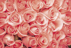 Dimex ROSES fotótapéta, poszter, vlies alapanyag, 375x250 cm (MS-5-0133)