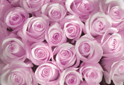 Consalnet Rózsák poszter, fotótapéta, Vlies (416 x 254 cm) (C1-142VEXXXL)