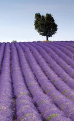 Dimex LAVENDER FIELD fotótapéta, poszter, vlies alapanyag, 150x250 cm (MS-2-0088)
