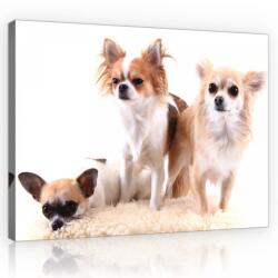 Consalnet Kutyák, vászonkép, 60x40 cm méretben (C5-11377O4)