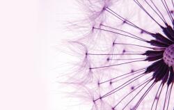 Consalnet Pitypang poszter, fotótapéta Vlies (254 x 184 cm) (C1-1025V4)