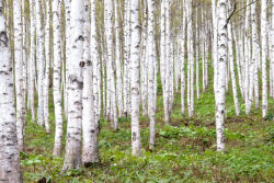 Dimex Vlies Fotótapéta - Summer birch - 375x250 cm (MS-5-1871)