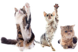 Dimex Vlies Fotótapéta - Playing purebred cats - 375x250 cm (MS-5-0593)