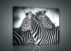 Consalnet Vászonkép, Zebrák, 100x75 cm méretben (C5-2595O1)