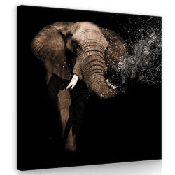 Consalnet Elefánt, vászonkép 80x80 cm méretben (C5-11762O2)