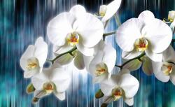 Consalnet Orchidea poszter, fotótapéta, Vlies (104 x 70, 5 cm) (C1-1668VEM)