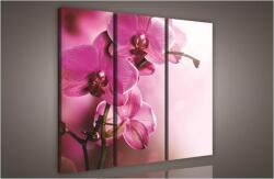 Consalnet Orchidea, 3 darabos vászonkép, 90x80 cm méretben (C5-423S6)