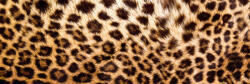 Dimex LEOPARD SKIN öntapadós konyhai poszter, 180x60 cm (KI-180-069)