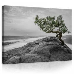 Consalnet Vászonkép, Fa a sziklán, 100x75 cm méretben (C5-11759O1)
