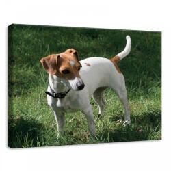 Consalnet Kutya, vászonkép, 70x50 cm méretben (C5-11371O7)