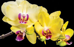 Consalnet Sárga orchideák poszter, fotótapéta (208 x 146 cm) (C1-1343VEXL)