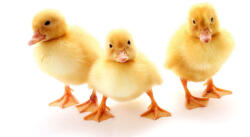 Dimex Vlies Fotótapéta - Three yellow fluffy ducklings - 375x250 cm (MS-5-0471)