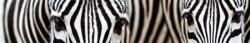Dimex ZEBRA öntapadós konyhai poszter, 350x60 cm (KI-350-016)