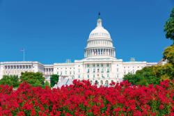 Dimex Vlies Fotótapéta - The Capitol with Flowers - 375x250 cm (MS-5-3000)