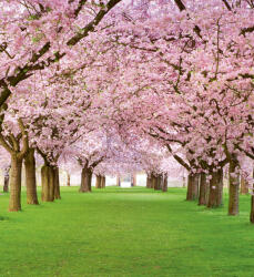 Dimex CHERRY TREES fotótapéta, poszter, vlies alapanyag, 225x250 cm (MS-3-0105)