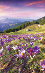 Dimex CROCUSES AT SPRING fotótapéta, poszter, vlies alapanyag, 150x250 cm (MS-2-0064)