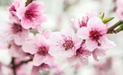 Consalnet Almavirág poszter, fotótapéta, Vlies (416 x 254 cm) (C1-1168VEXXXL)