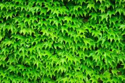 Consalnet Borostyán poszter, fotótapéta, Vlies (368 x 254 cm) (C1-279V8)