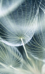 Dimex DANDELION MACRO fotótapéta, poszter, vlies alapanyag, 150x250 cm (MS-2-0123)