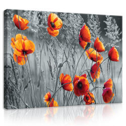 Consalnet Vászonkép, Pipacsok 80x60 cm méretben (C5-11746O6)