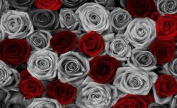 Consalnet Rózsák poszter, fotótapéta, Vlies (368 x 254 cm) (C1-3100V8)