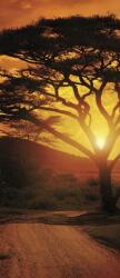 Consalnet Afrika vlies poszter, fotótapéta 055VET /91x211 cm/ (055-VET)