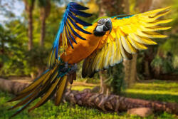 Dimex Vlies Fotótapéta - Beautiful colourful parrot - 375x250 cm (MS-5-0413)