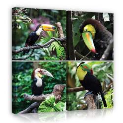 Consalnet Vászonkép 4 darabos, Madarak 50x50 cm méretben (C5-12221S20)