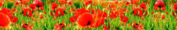 Dimex RED POPPIES öntapadós konyhai poszter, 350x60 cm (KI-350-028)