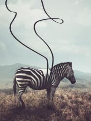 Consalnet Zebra poszter, fotótapéta (206 x 275 cm) (C1-11754VEA)