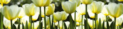 Dimex WHITE TULIPS öntapadós konyhai poszter, 260x60 cm (KI-260-009)