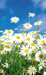 Dimex DAISIES fotótapéta, poszter, vlies alapanyag, 150x250 cm (MS-2-0135)