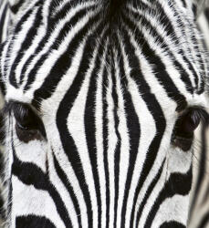 Dimex ZEBRA fotótapéta, poszter, vlies alapanyag, 225x250 cm (MS-3-0234)