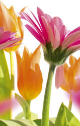 Dimex SPRING FLOWERS fotótapéta, poszter, vlies alapanyag, 150x250 cm (MS-2-0142)