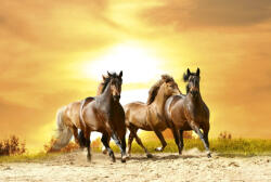 Dimex HORSES IN SUNSET fotótapéta, poszter, vlies alapanyag, 375x250 cm (MS-5-0227)