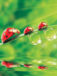 Consalnet Katicák poszter, fotótapéta, Vlies (184x254 cm, álló) (C1-121V4A)