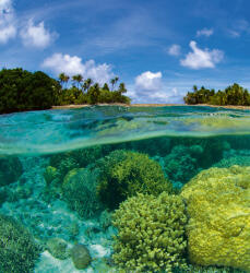 Dimex CORAL REEF fotótapéta, poszter, vlies alapanyag, 225x250 cm (MS-3-0200)