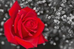 Dimex Vlies Fotótapéta - Red Rose II - 375x250 cm (MS-5-1404)