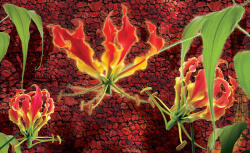 Consalnet Red lilies poszter, fotótapéta (312 x 219 cm) (C1-1387VEXXL)