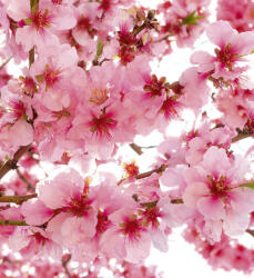Dimex APPLE BLOSSOM fotótapéta, poszter, vlies alapanyag, 225x250 cm (MS-3-0108)