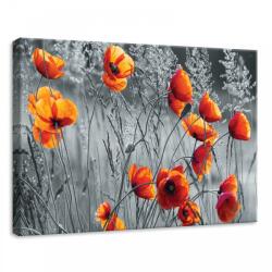 Consalnet Pipacsok, vászonkép, 70x50 cm méretben (C5-11746O7)