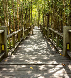 Dimex MANGROVE FOREST fotótapéta, poszter, vlies alapanyag, 225x250 cm (MS-3-0059)