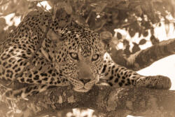 Dimex Vlies Fotótapéta - Sepia close-up of leopard - 375x250 cm (MS-5-0594)