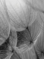 Consalnet Pitypang poszter, fotótapéta, Vlies (206x275 cm, álló) (C1-281VEA)